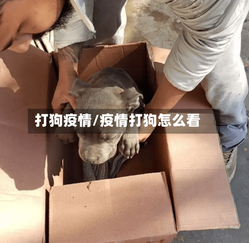 打狗疫情/疫情打狗怎么看